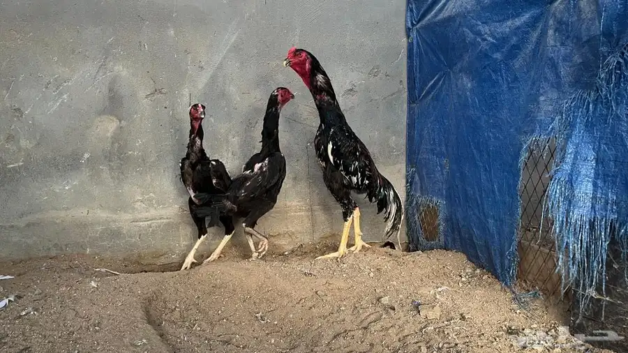 دجاج الاماني دم هزاز  وشامو يابني فروخ 0