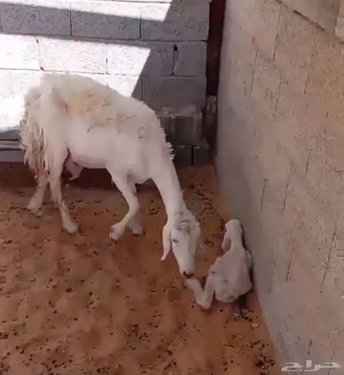تم البيع 0