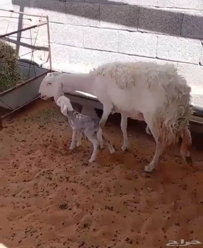 تم البيع 2