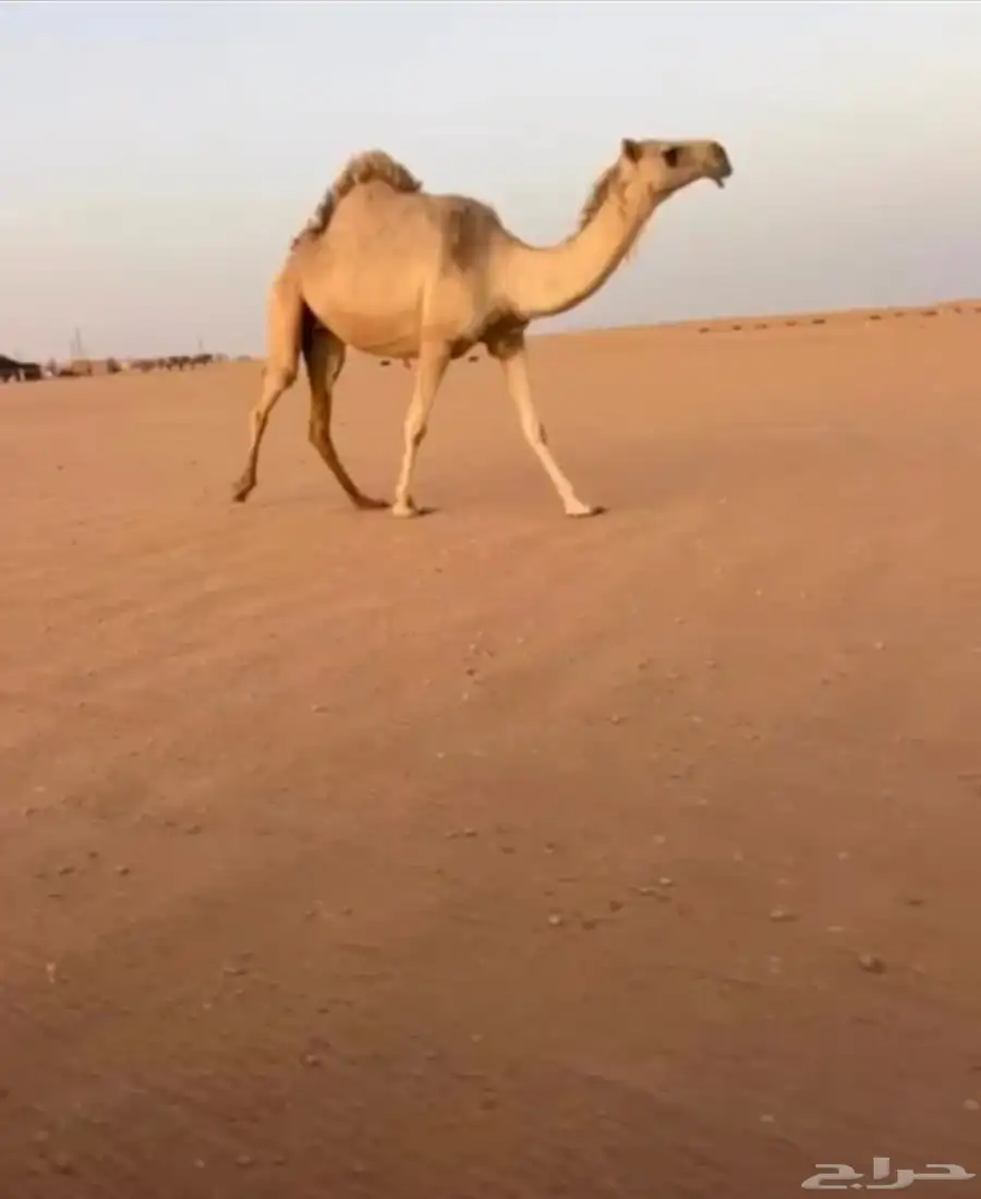شقحا ثنيه 1
