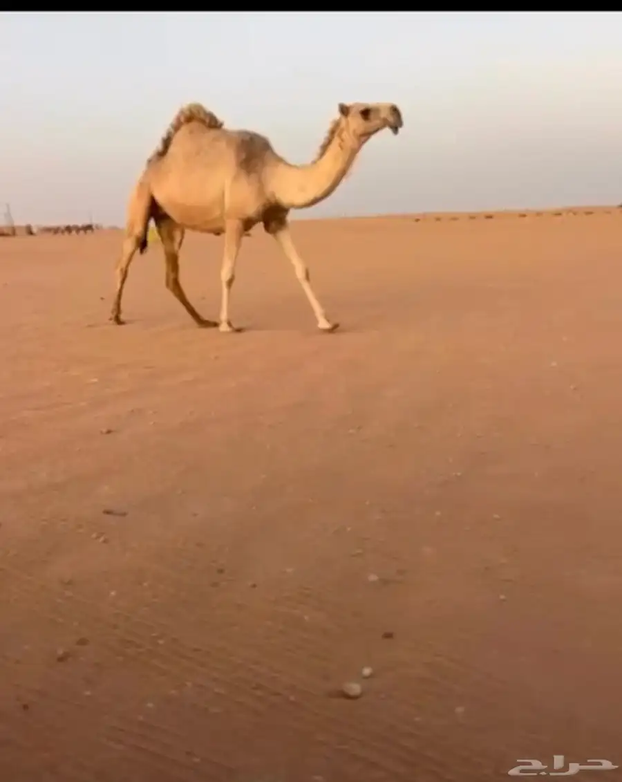 شقحا ثنيه 0