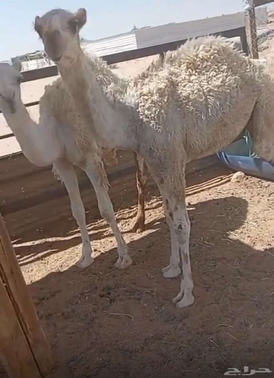 الرياض 0