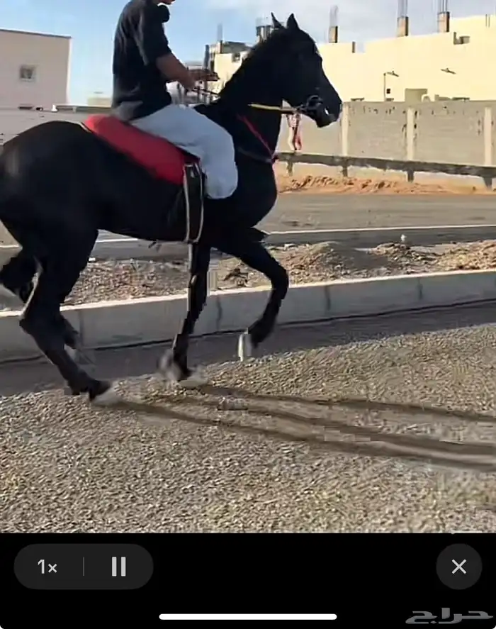 للبيع فرس فرنسي 0