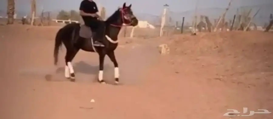 للبيع فرس فرنسي 2