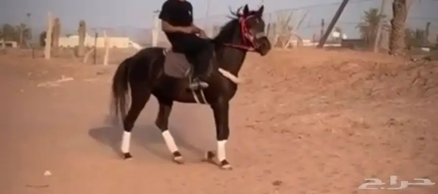 للبيع فرس فرنسي 1