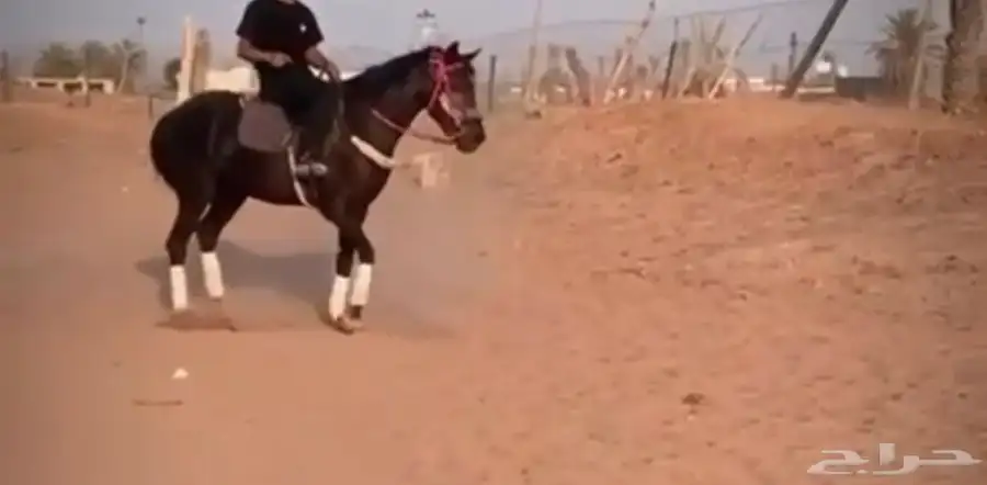 للبيع فرس فرنسي 3