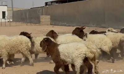 بهم نعيم طيب تربيه الغالب خروف البيع 960 عددها 18 8
