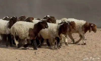 بهم نعيم طيب تربيه الغالب خروف البيع 960 عددها 18 0