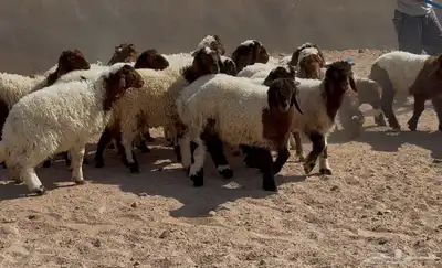 بهم نعيم طيب تربيه الغالب خروف البيع 960 عددها 18 9