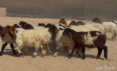 بهم نعيم طيب تربيه الغالب خروف البيع 960 عددها 18 2