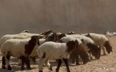 بهم نعيم طيب تربيه الغالب خروف البيع 960 عددها 18 1