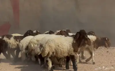 بهم نعيم طيب تربيه الغالب خروف البيع 960 عددها 18 5