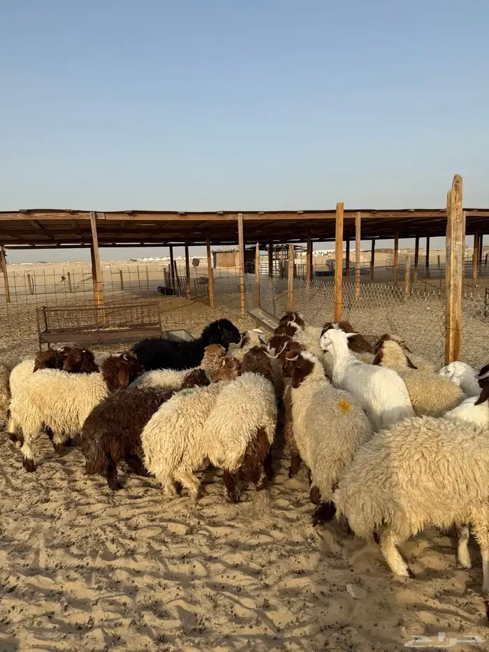 ذبايح للبيع مع خدمة الذبح والتوصيل 2
