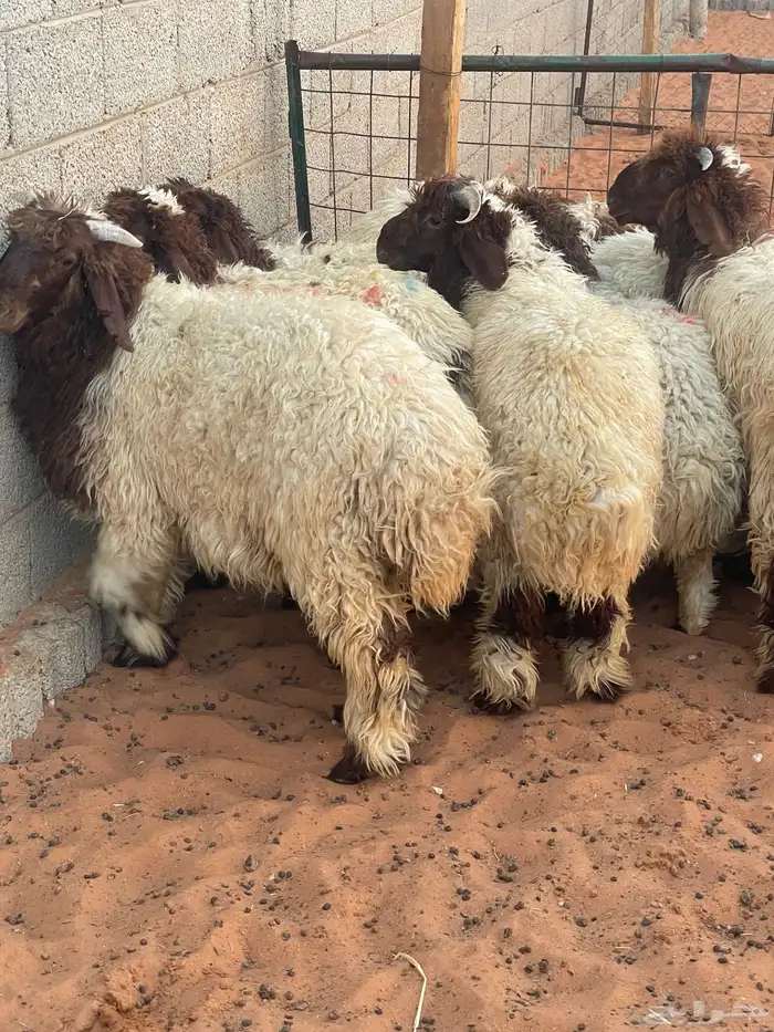 هرافى نعيم وحري تمارا 100 تقييم 11