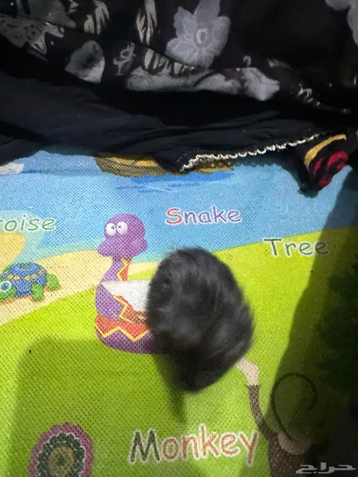 هامستر روسي 13