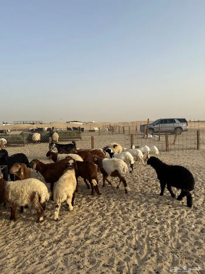 ذبايح للبيع مع خدمة الذبح والتوصيل 4