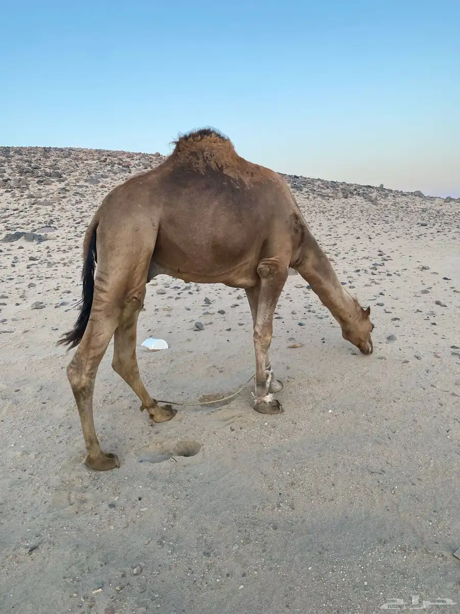 بعير 1