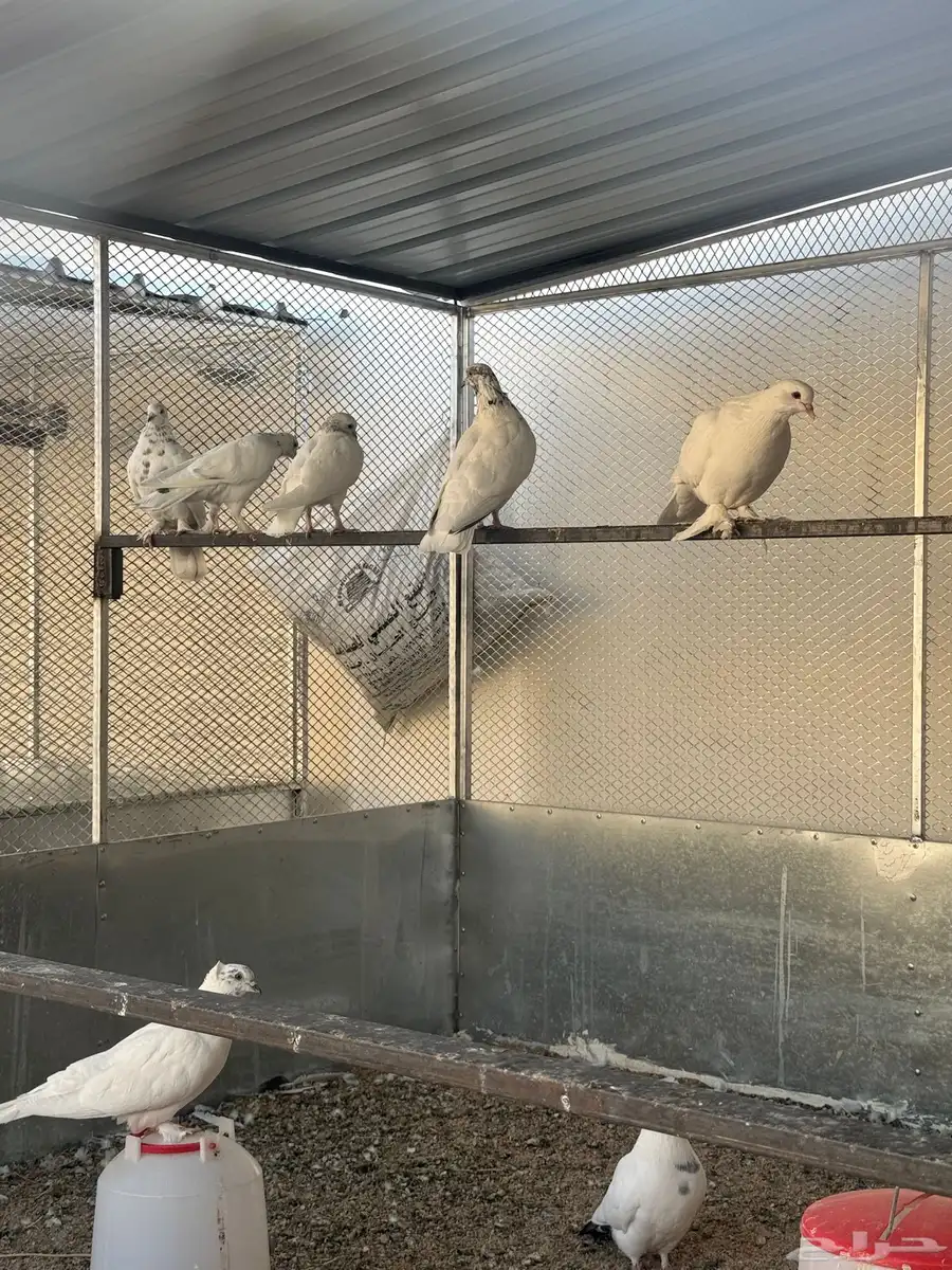حمام بصحه جيده 0