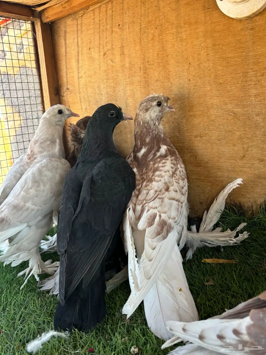 طبات حمام 1