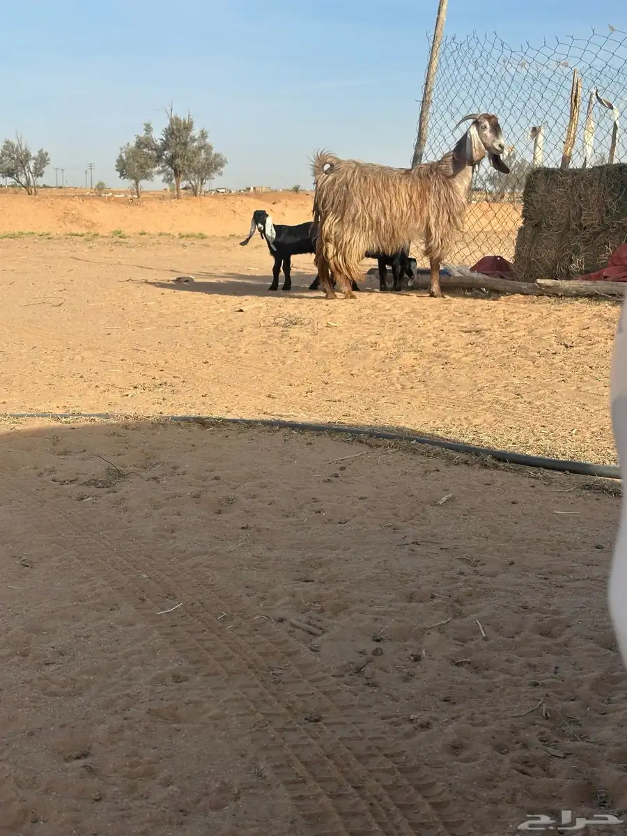 عنز متوم شاميه للبيع 0