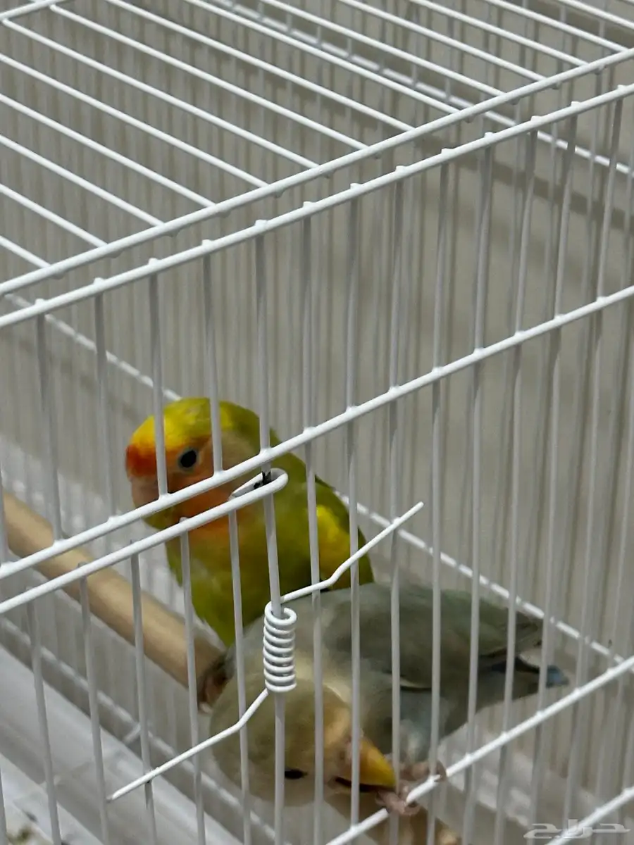 طيور روز للبيع 1