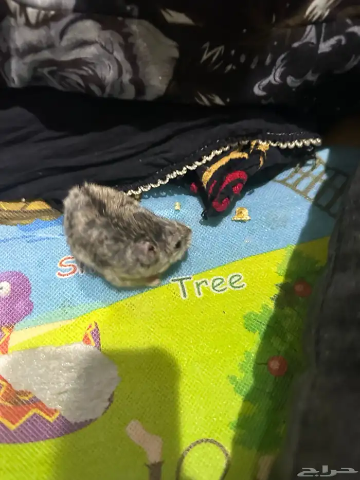 هامستر روسي 20