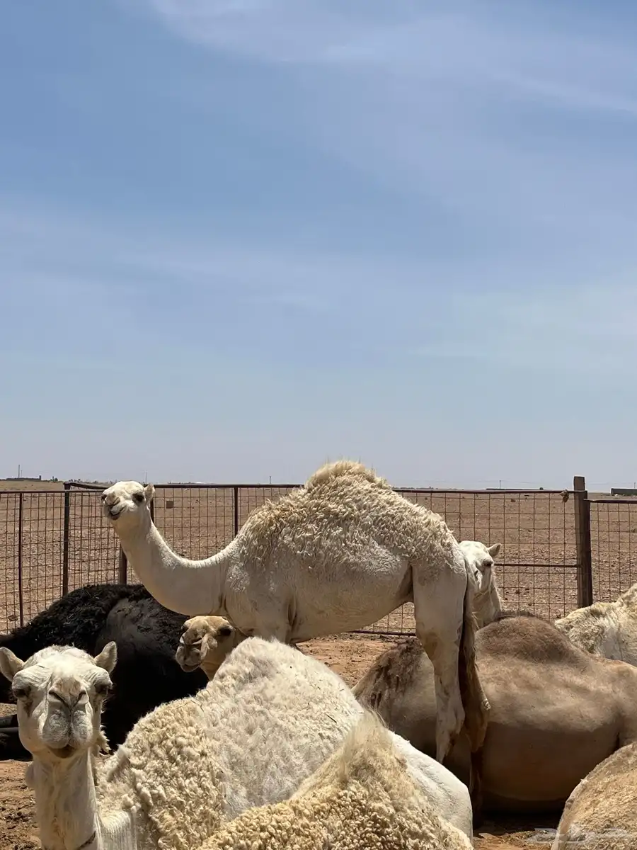 قعود 4