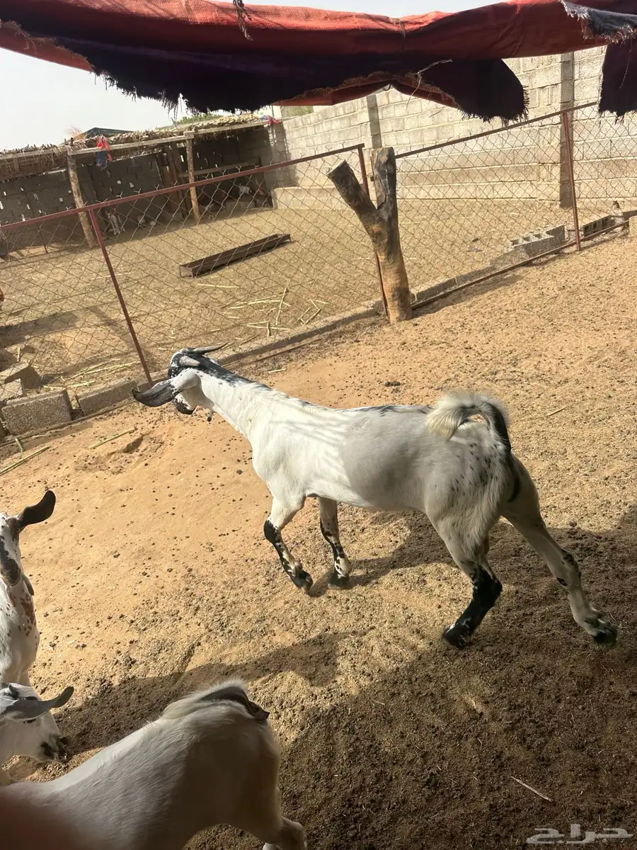 تيس بيشي 2