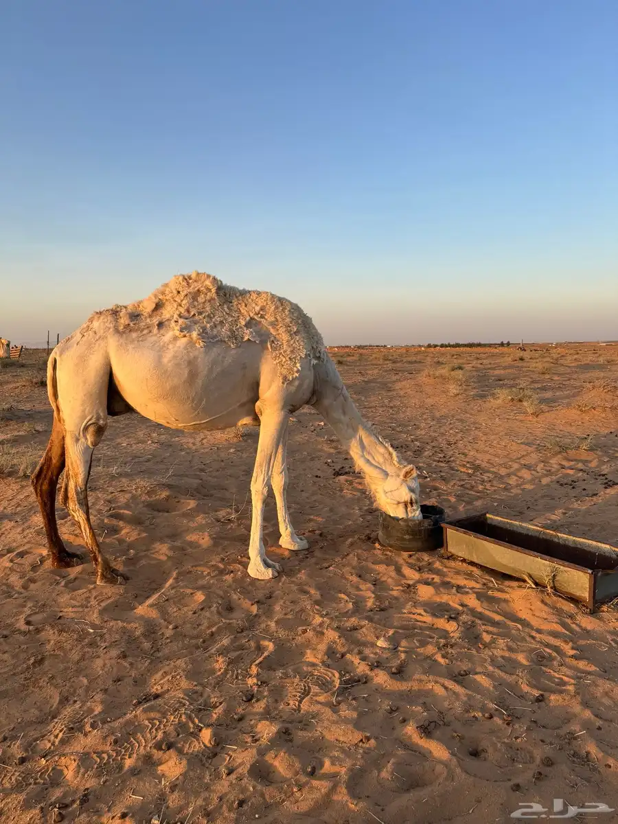 منيحه القحة الوضحى 3