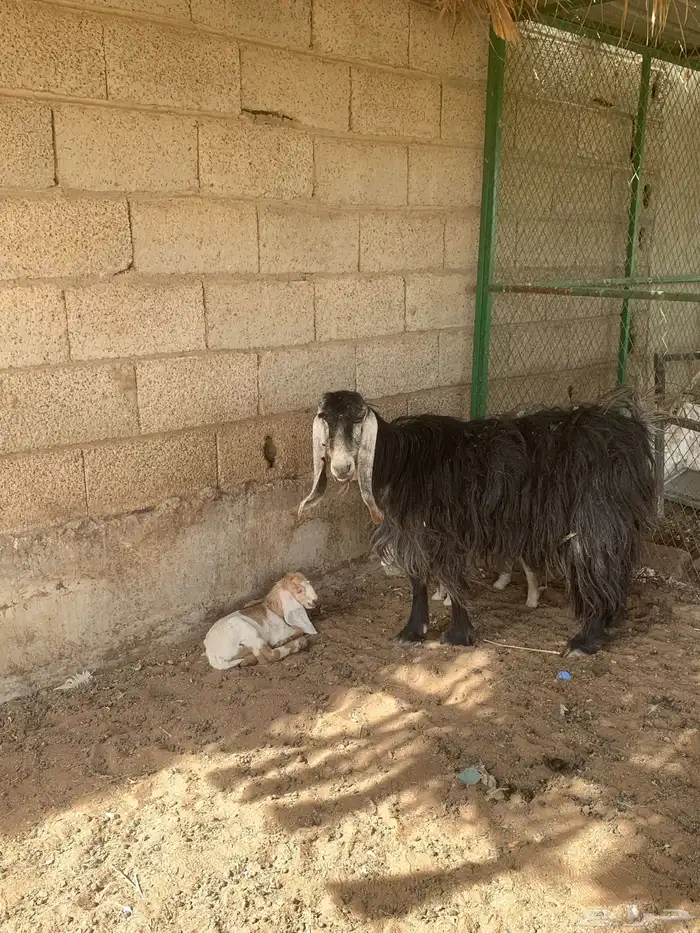 معزا عوارض 0