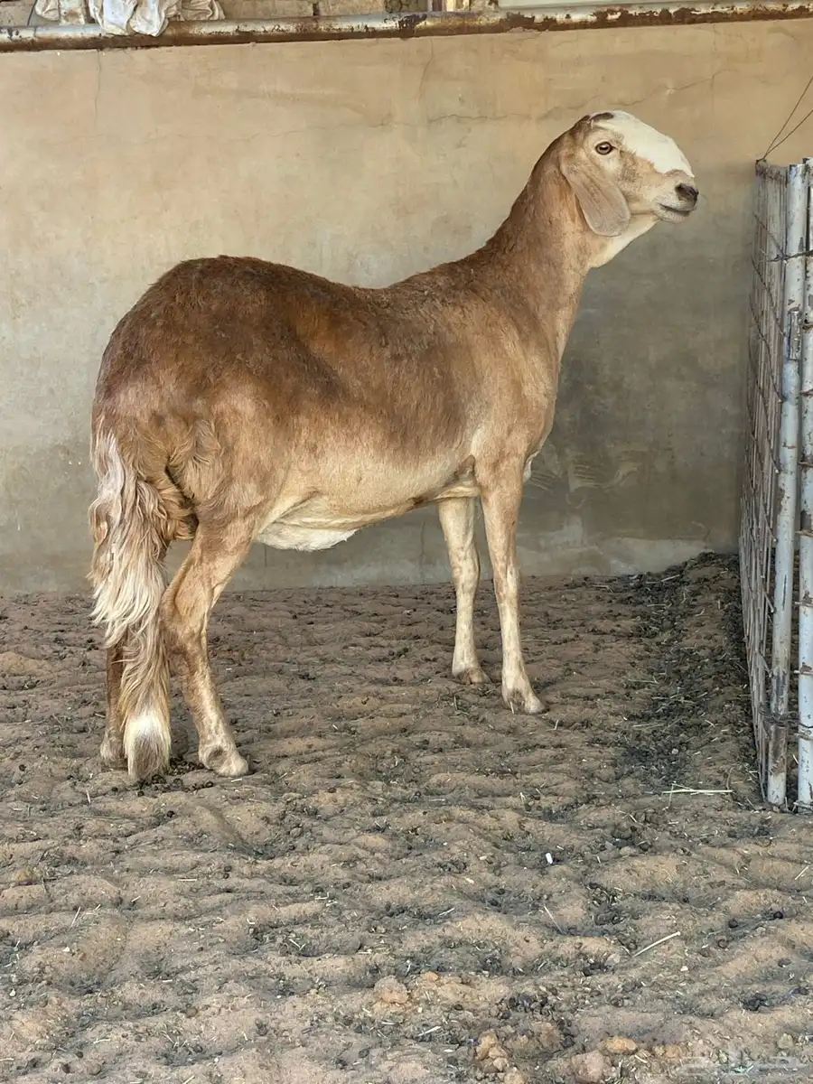 غنم سواكن( تم البيع) 0