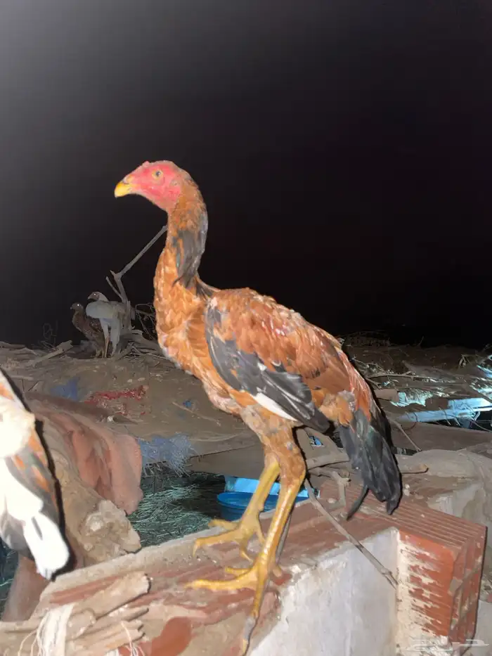 فروخ باكستانية فاخرة 1