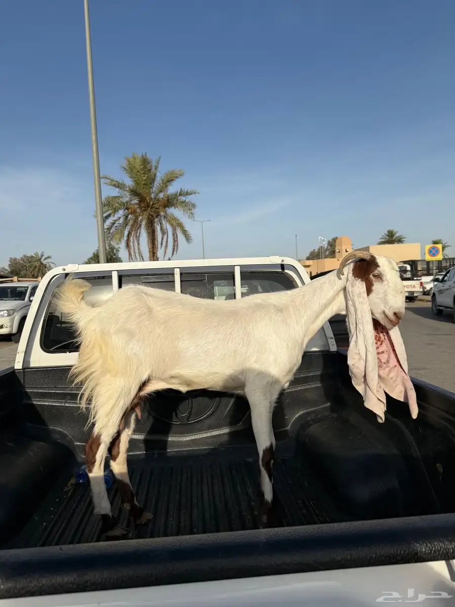 عنز ثنية معها جفرتين 1