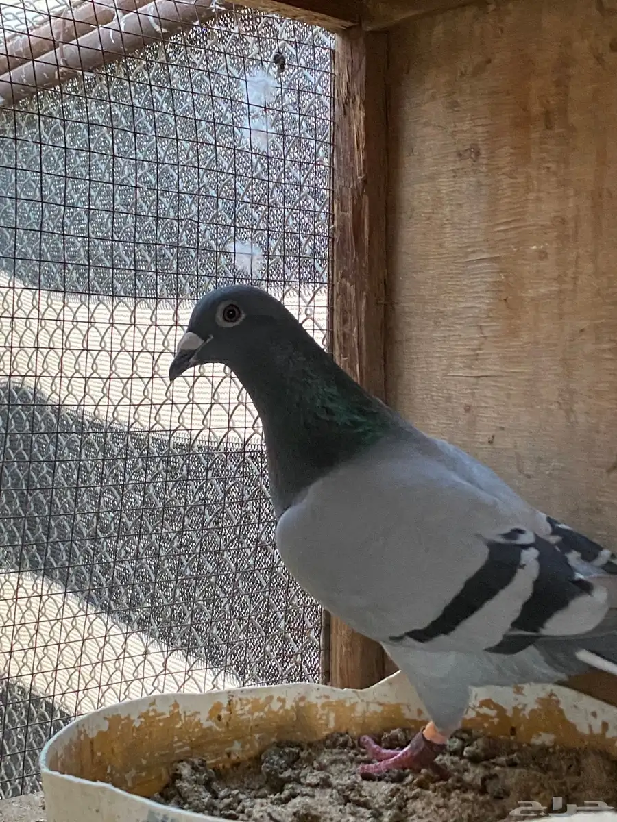 حمام زواجل 1