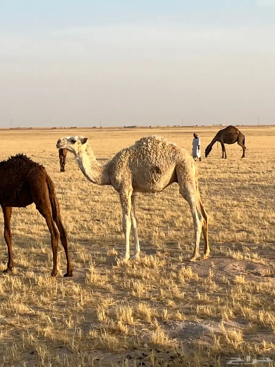 حوار قعود للبيع 0