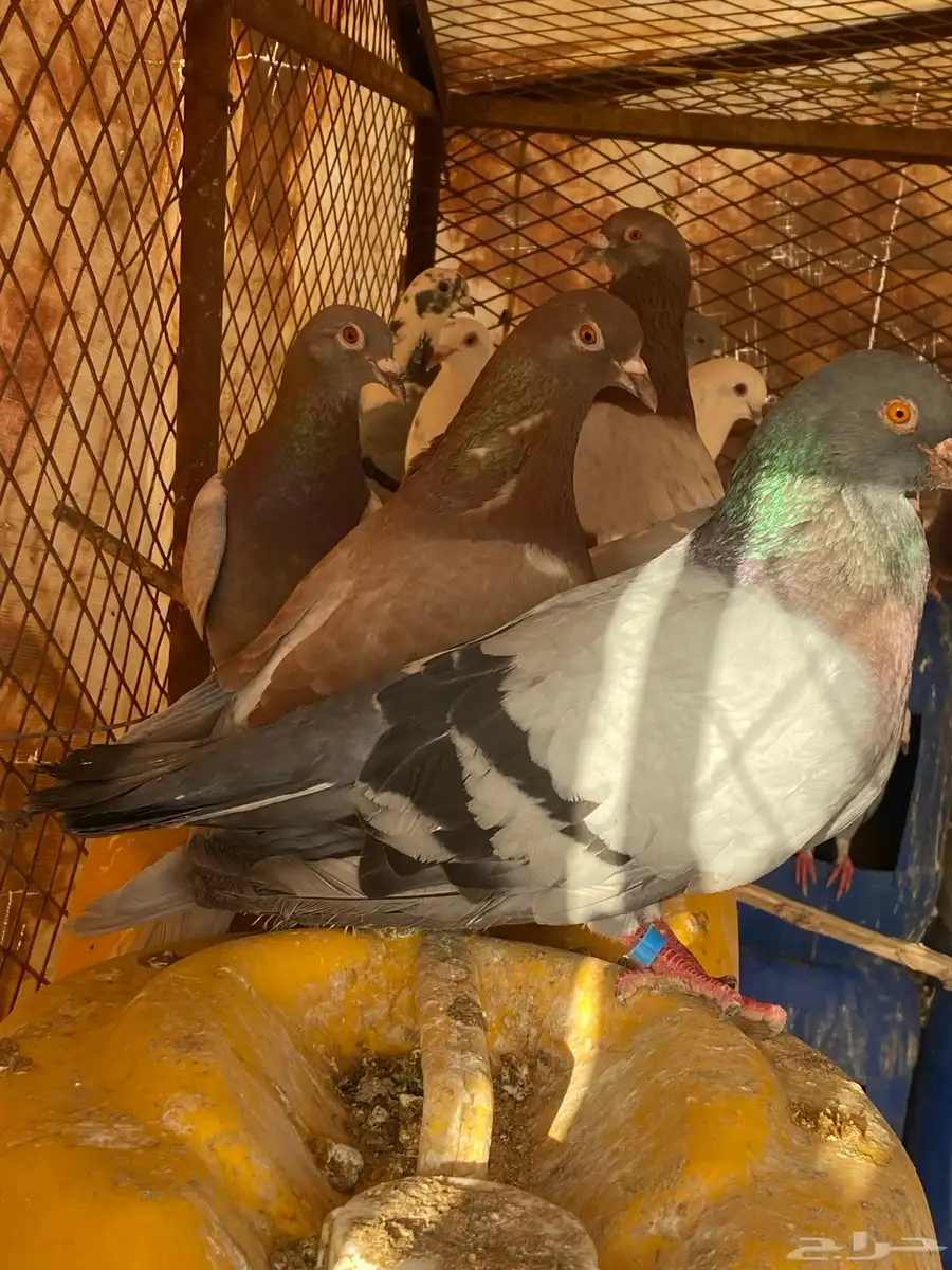 عشة حمام زاجل أحمر ازرق وغيرها جامبو 2