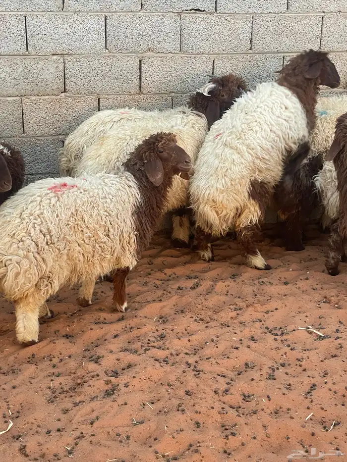 هرافى نعيم وحري تمارا 100 تقييم 13