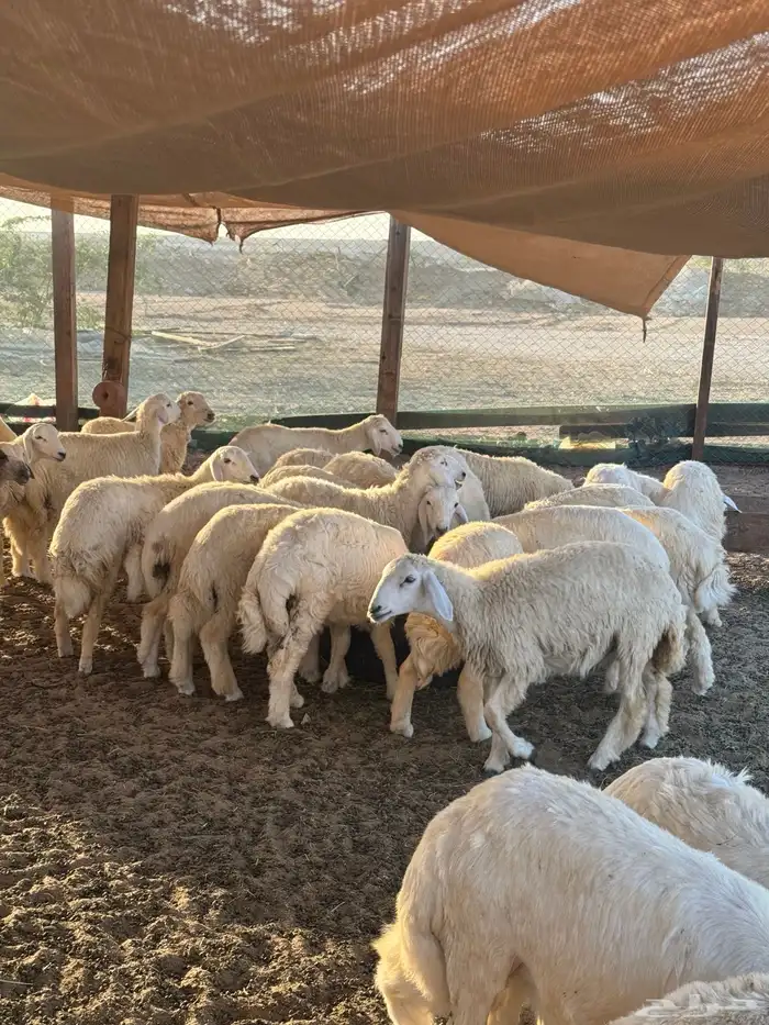 طليان حريات تيوس 7