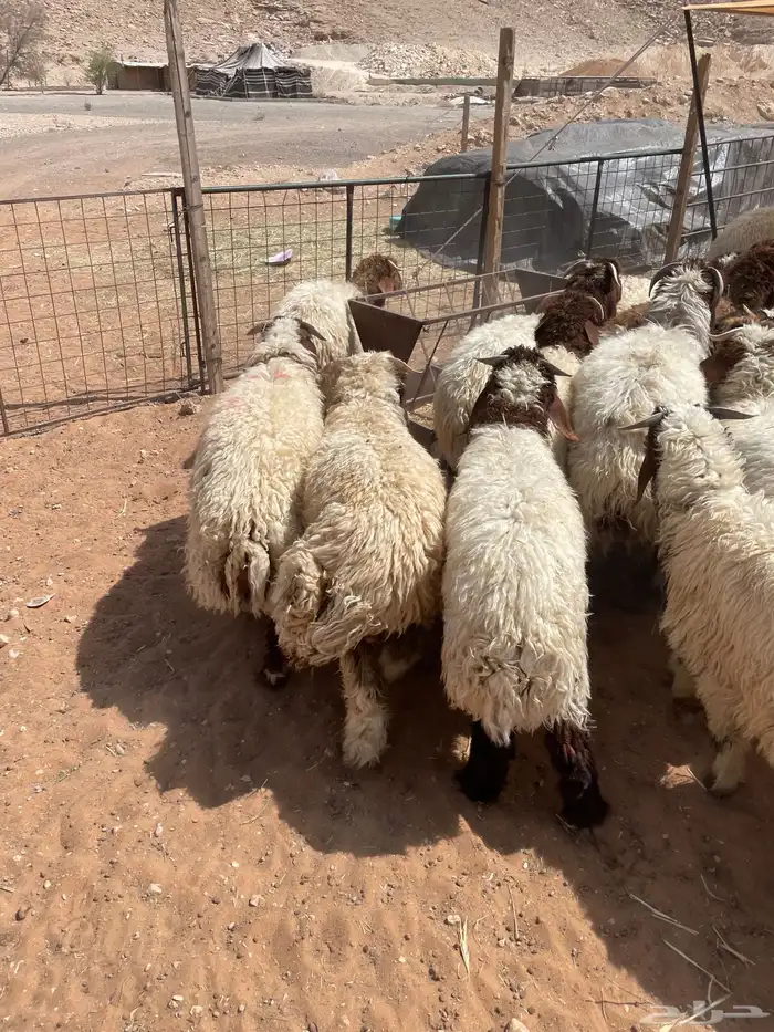 هرافى نعيم وحري تمارا 100 تقييم 9