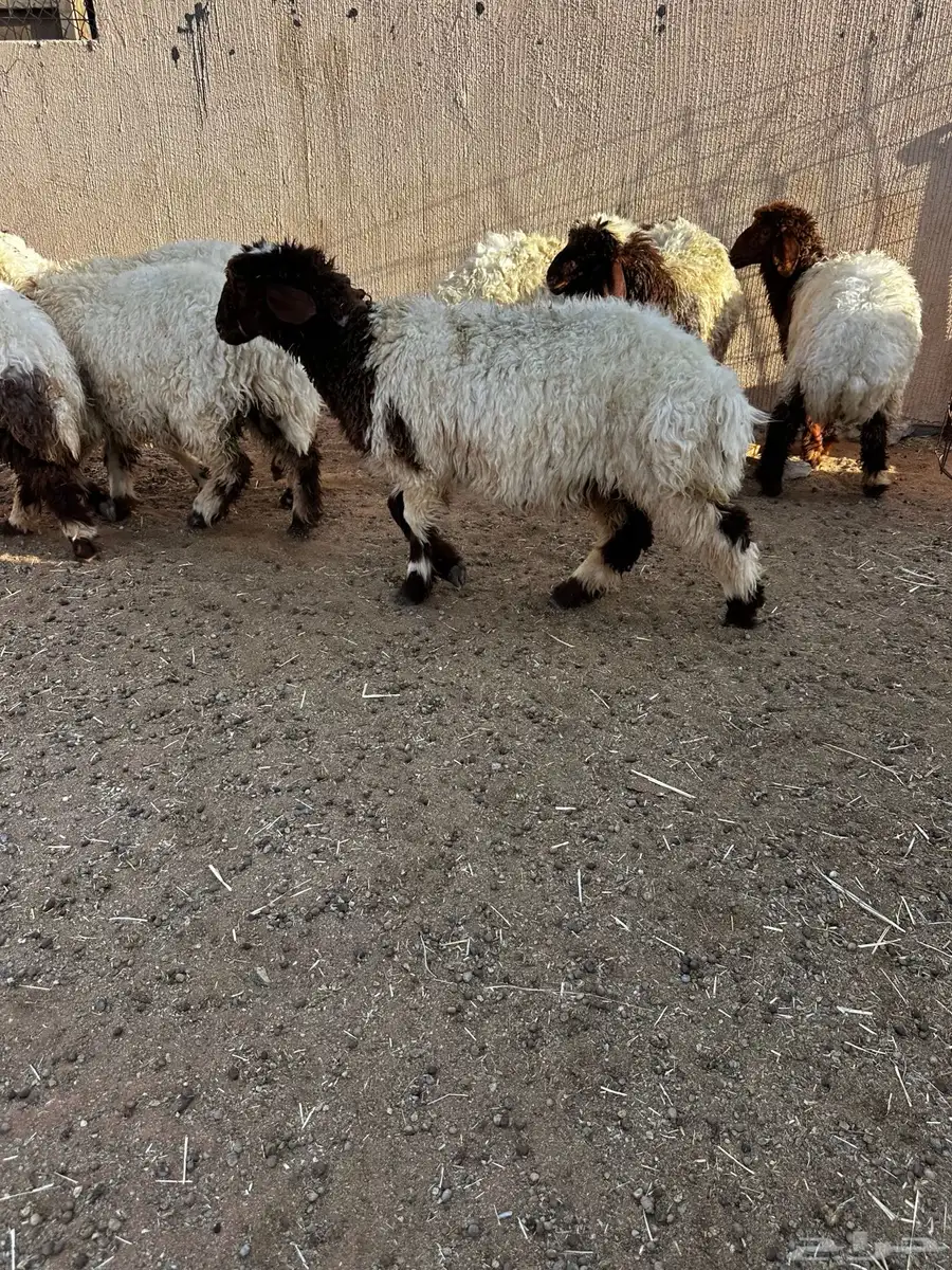 رخال نعيم 2