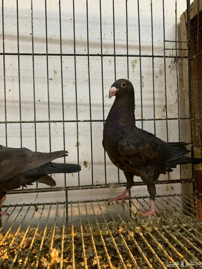 طبه اخوان 2