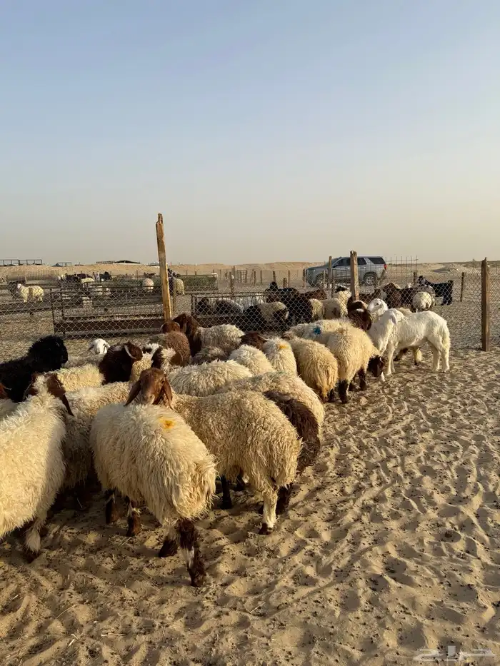 ذبايح للبيع مع خدمة الذبح والتوصيل 0