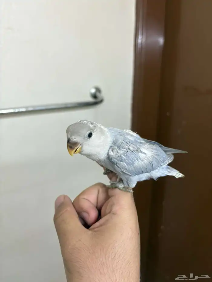 فروخ روز الوان فواتح للبيع 2