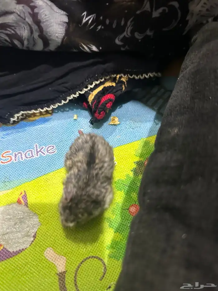 هامستر روسي 21