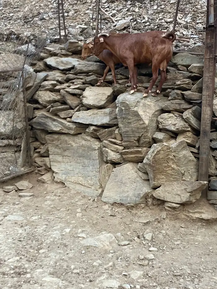 تيس فحل حار 1
