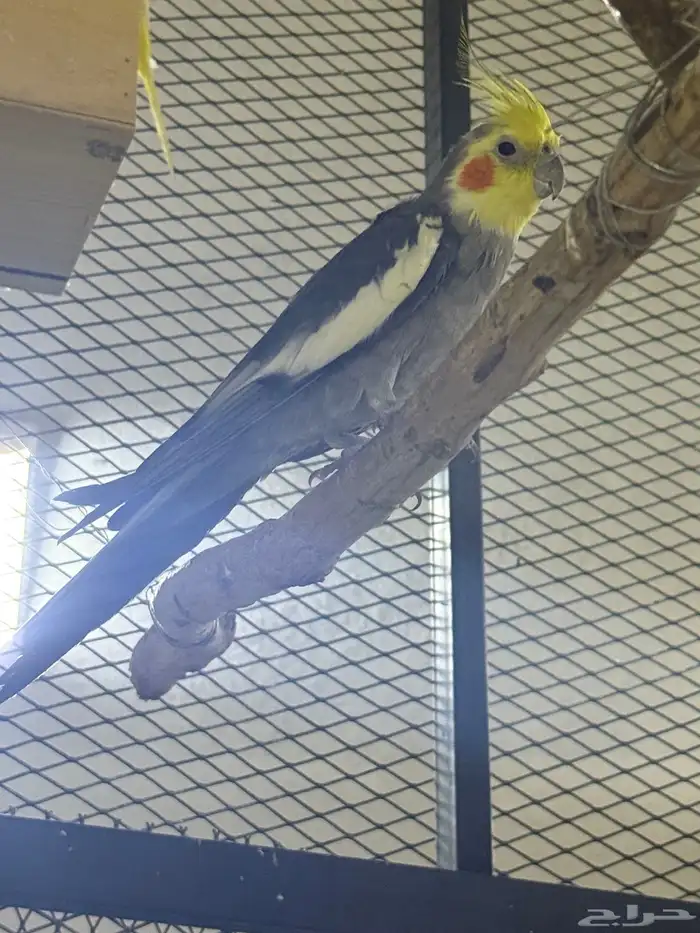 جوزين كروان منتجه 1