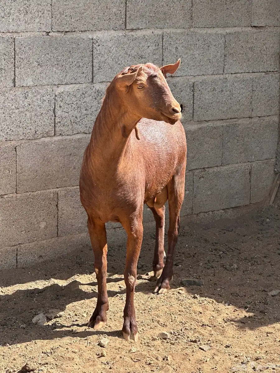 تيس فحل 2