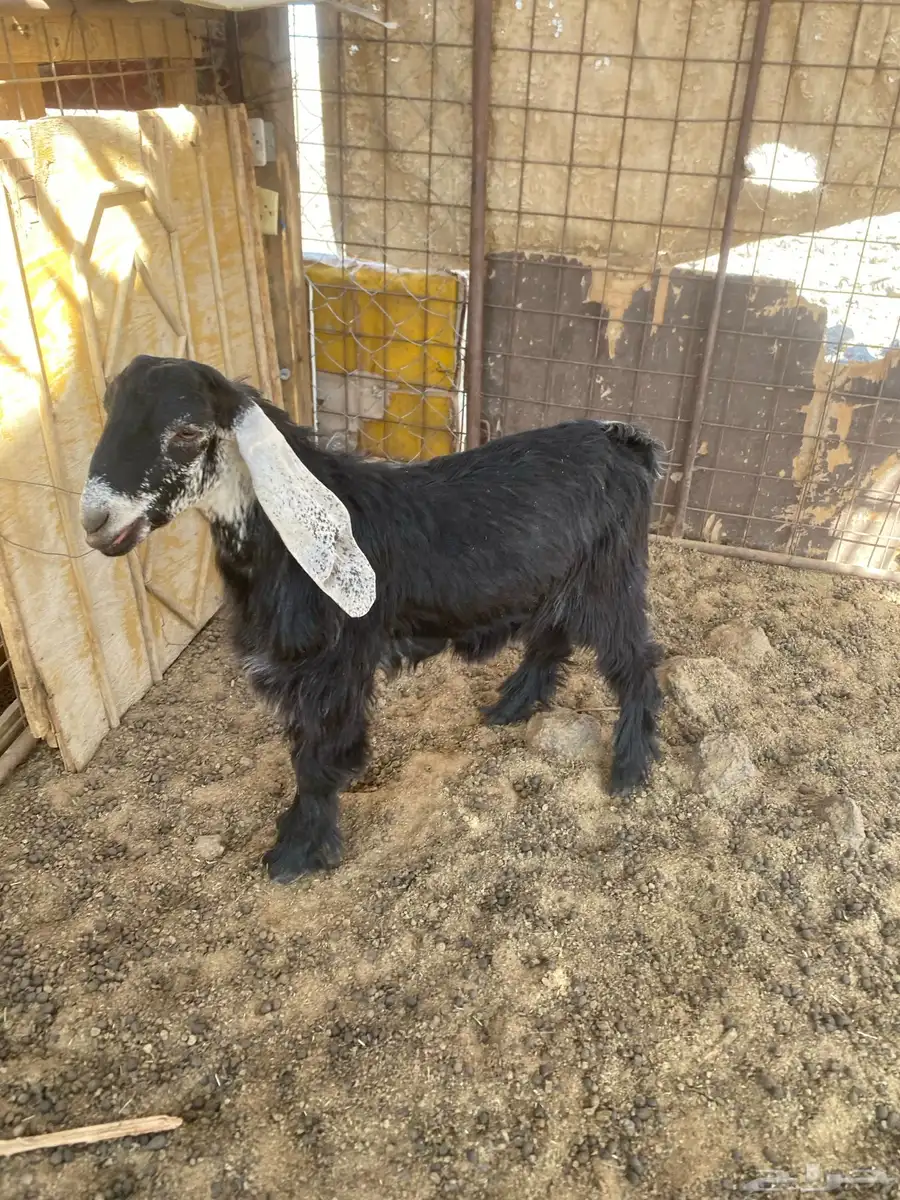 ذبايح 3