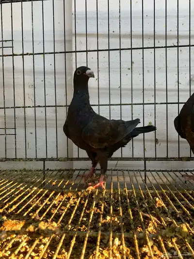 طبه اخوان 5