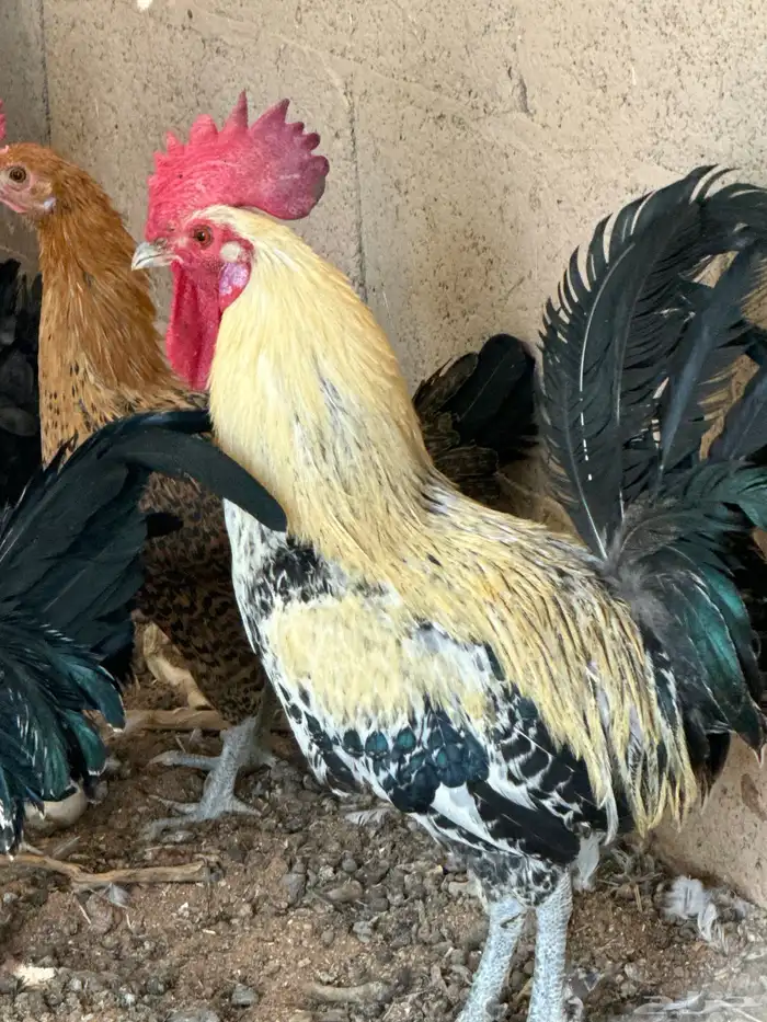 حمام وديكه 3